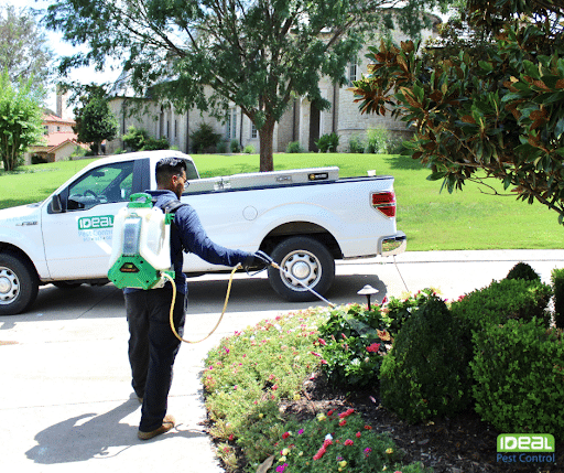 Pest Control Services by Ideal Pest Control in Fort Worth, Texas