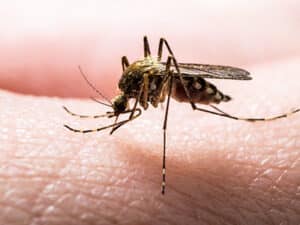 Pest Control Services by Innovative Pest Control in Longview