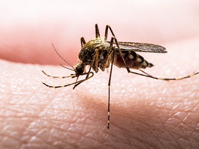 Pest Control Services by Innovative Pest Control in Longview