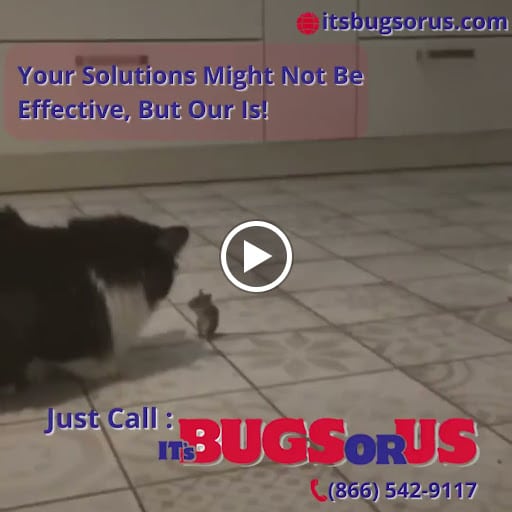 Pest Control Services by It'S Bugs Or Us Pest Control - Tyler in Tyler