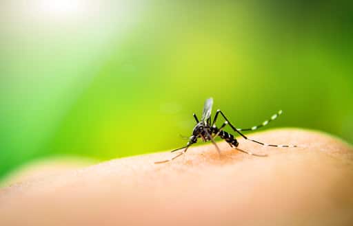 Pest Control Services by It'S Bugs Or Us - South Austin in Austin, Texas