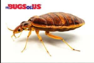 Pest Control Services by It'S Bugs Or Us in The Woodlands