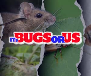 Pest Control Services by Its Bugs Or Us in Humble
