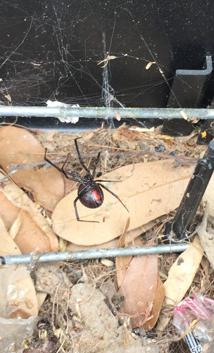 Pest Control Services by J D'S Pest Control in Laredo