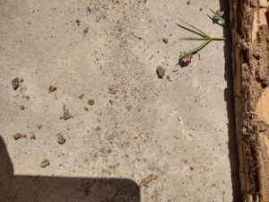 Pest Control Services by J&M Pest Control Co. in El Paso