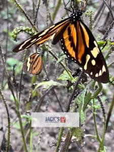 Pest Control Services by Jack'S Pest Management in Yoakum