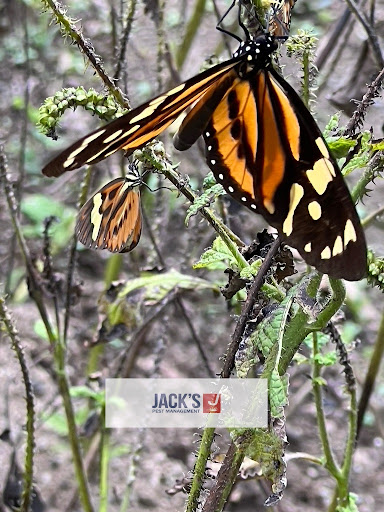 Pest Control Services by Jack'S Pest Management in Yoakum, Texas