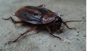 Pest Control Services by Jenkins Pest Control in Houston