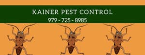 Pest Control Services by Kainer Pest Control in Weimar