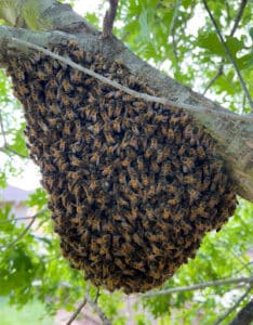 Pest Control Services by Keith'S Bee Service in Austin