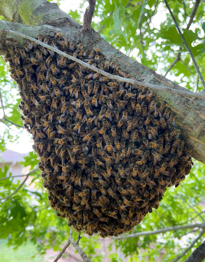 Keith'S Bee Service, Pest Control company in Austin Pest Control Services by Keith'S Bee Service in Austin, Texas