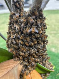 Pest Control Services by Keith'S Bee Service in San Antonio