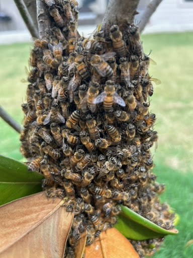 Pest Control Services by Keith'S Bee Service in San Antonio