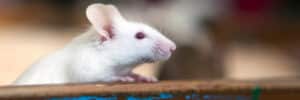 Pest Control Services by Kwik Kill Exterminators Of Texas in Houston