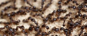 Pest Control Services by Landmark Pest Control in Lufkin