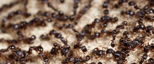 Pest Control Services by Landmark Pest Control in Lufkin