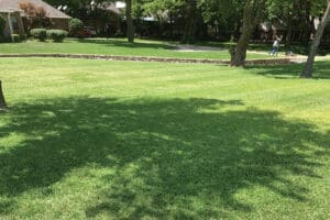 Pest Control Services by Lawn Sense in McKinney