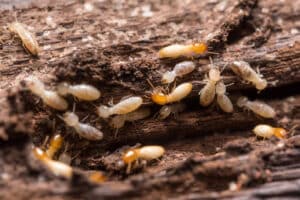 Pest Control Services by Lightning Pest & Termite Control in Elgin