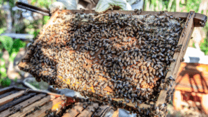 Pest Control Services by Little Giant Beekeepers & Bee Removal Specialists in Dallas
