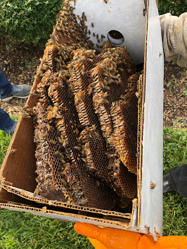 Little Giant Beekeepers & Bee Removal Specialists, Pest Control company in Plano Pest Control Services by Little Giant Beekeepers & Bee Removal Specialists in Plano, Texas