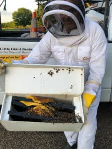 Pest Control Services by Little Giant Beekeepers & Bee Removal Specialists in Rockwall