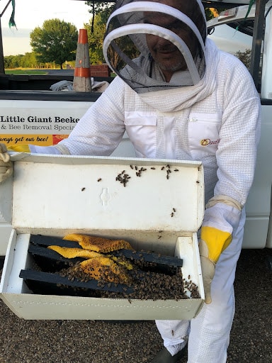 Pest Control Services by Little Giant Beekeepers & Bee Removal Specialists in Rockwall
