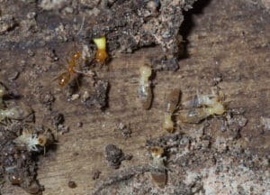 Pest Control Services by Lone Star Termite Removal Experts in Houston