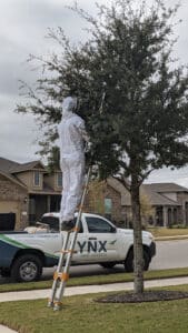 Pest Control Services by Lynx Pest Control in Round Rock