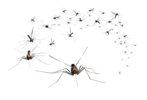 Pest Control Services by MCS Austin in Austin