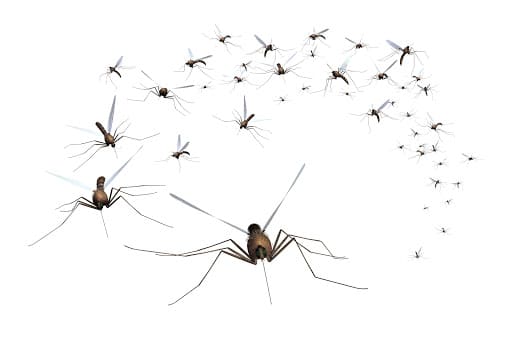 Pest Control Services by MCS Austin in Austin