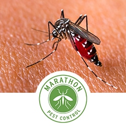 Pest Control Services by Marathon Pest Control in Magnolia