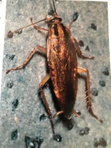 Pest Control Services by Maximo Termite And Pest Solutions Llc in Houston