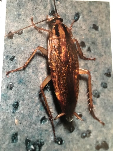Pest Control Services by Maximo Termite And Pest Solutions Llc in Houston