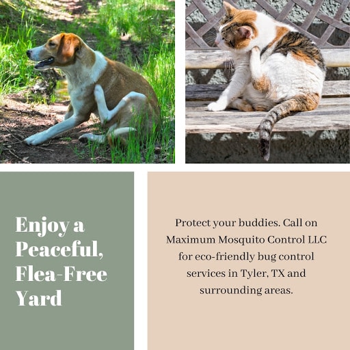 Maximum Mosquito Control Llc, Pest Control company in Tyler Pest Control Services by Maximum Mosquito Control Llc in Tyler, Texas