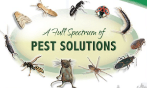 Pest Control Services by Mcclain Pest Control