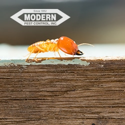 Pest Control Services by Modern Pest Control in Conroe