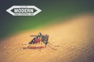 Pest Control Services by Modern Pest Control in Katy