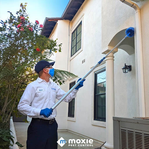 Pest Control Services by Moxie Pest Control in Austin