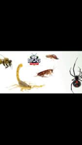 Pest Control Services by Mr Bug Pest Control in El Paso