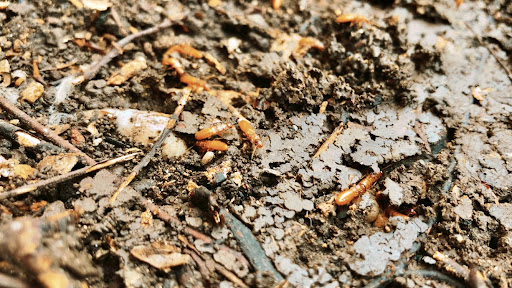 Nappkn Pest And Home Services, Pest Control company in Boerne Pest Control Services by Nappkn Pest And Home Services in Boerne, Texas