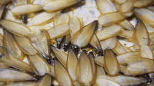 Pest Control Services by North Houston Exterminators in Kingwood