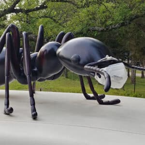 Pest Control Services by North Shore Pest Control in Leander