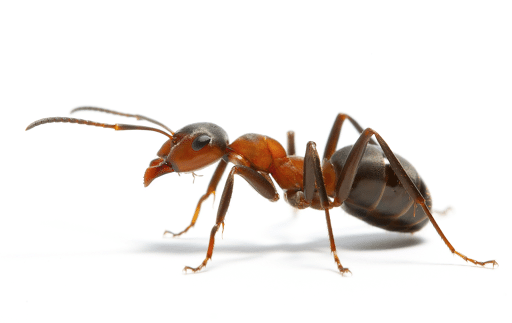 Pest Control Services by Nu Way Pest Control in San Antonio, Texas