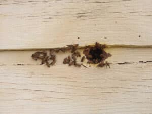Pest Control Services by Oakley Honey Bee Removal in Round Rock