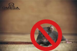 Pest Control Services by Omega Animal Removal Dallas in Dallas