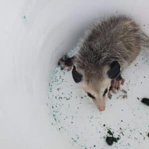 Pest Control Services by P.E.S.T. Control Co. in Houston