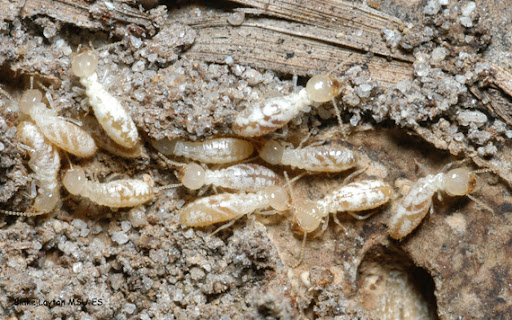 Pair'S Termite & Pest Control Llc, Pest Control company in Hawkins Pest Control Services by Pair'S Termite & Pest Control Llc in Hawkins, Texas
