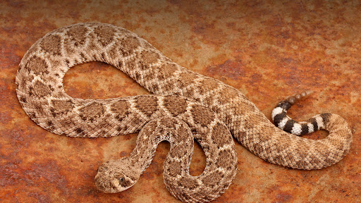 Pest Control Services by Patriot Pest Management in Midland