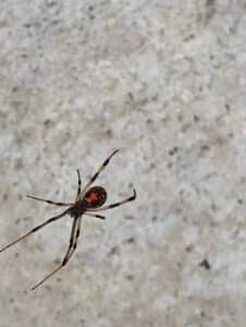Pest Control Services by Personal Pest Control Services Inc in Richmond