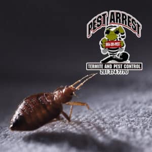Pest Control Services by Pest Arrest Llc. in Spring